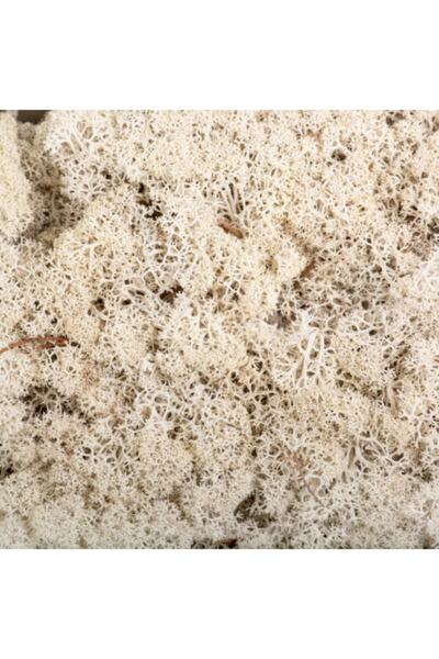 trendbahce Reindeer Moss Beyaz Şoklanmış Ithal Norveç Yosunu 500 gr