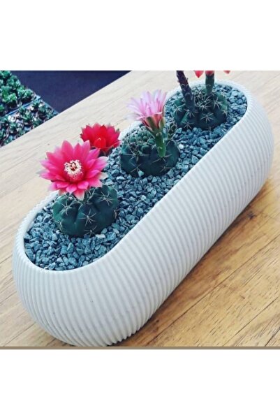 TEMMUZ HOME Karasu 1 Nolu Uzun Mercan Kaktüs Sukulent Ve Çiçek Saksısı