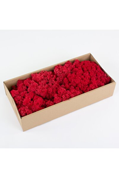 trendbahce Reindeer Moss Kırmızı Şoklanmış Ithal Norveç Yosunu 500gr