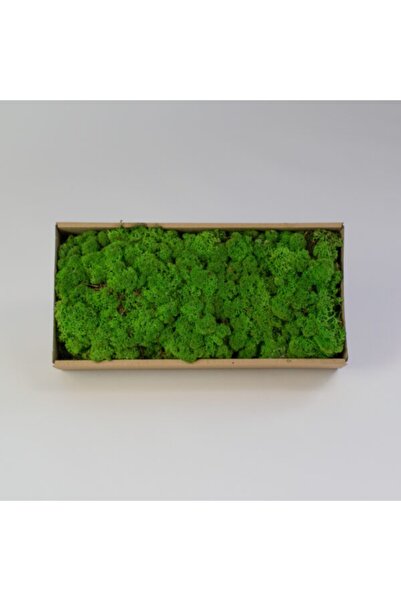 trendbahce Reindeer Moss Forest Green Şoklanmış Ithal Norveç Yosunu