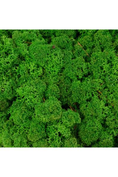trendbahce Reindeer Moss Forest Green Şoklanmış Ithal Norveç Yosunu