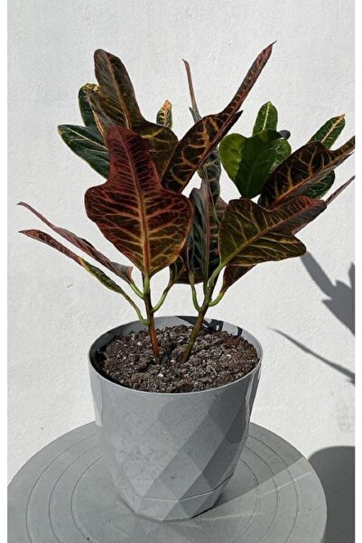 TEMMUZ HOME Yakamoz Çiçek Ve Kaktüs Saksısı 2.4 lt 1 Adet 3 Nolu