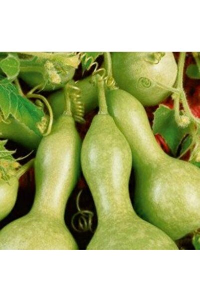Arzuman Tohum Su - Et Kabağı 5 Adet Arzuman