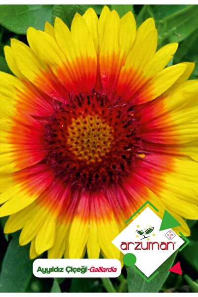 Moon Star (gaillardia) Flower Seed 50 Pcs