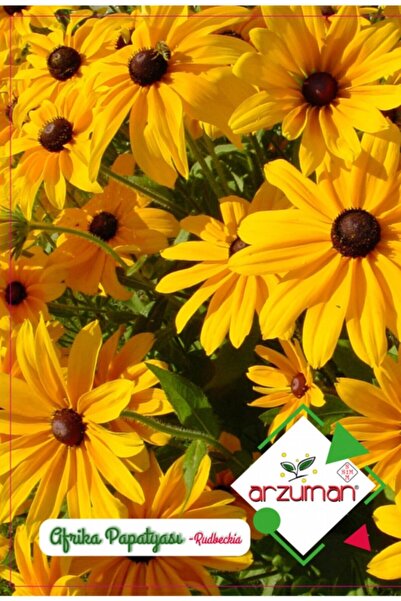 Arzuman Tohum Çiçek Tohumu Afrika Papatyası Çiçeği
