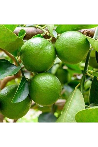Reyon Bahçe Ultra Bodur Süs Limonu Misket Lime, Saksıda Ve Meyve Verir Yaşta)