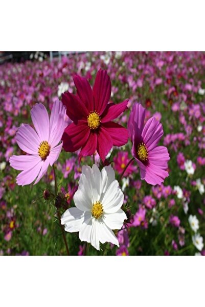 Gardening Kozmos (cosmos) Çiçeği Tohumu
