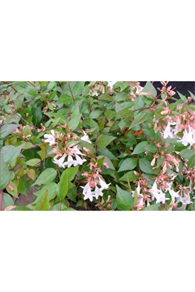1001fidan Abelia Grandiflora Abelya Güzellik Çalısı Fidanı 60-80 Cm