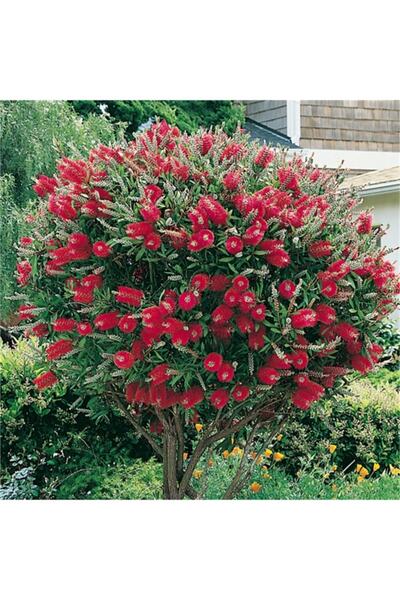 1001fidan Callistemon Leavis Bodur Fırça Çalısı 60-80 Cm