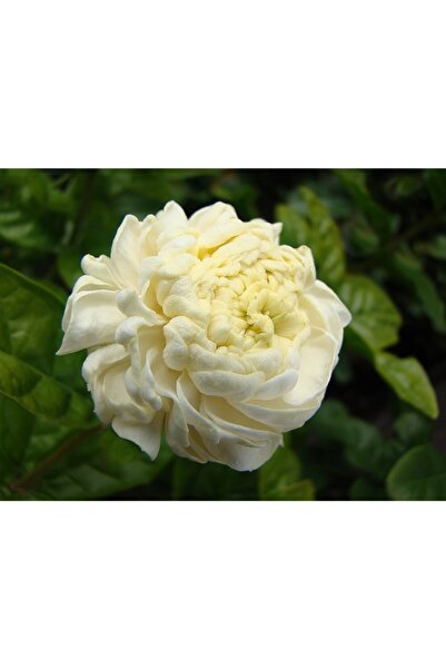 1001fidan Jasminum Sambac Gr. Duce Of Tosc. Izmir Ful Fulya Fidanı 40-60 Cm