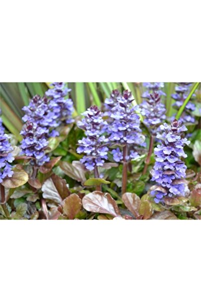 1001fidan Ajuga Reptans Atropurpurea Kırmızı Yapraklı Mayasıl Otu Fidesi 0-10 Cm