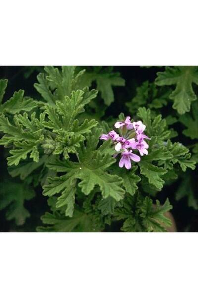 1001fidan Pelargonium Graveolens Itır Turna Gagası Fidanı 20-40 Cm