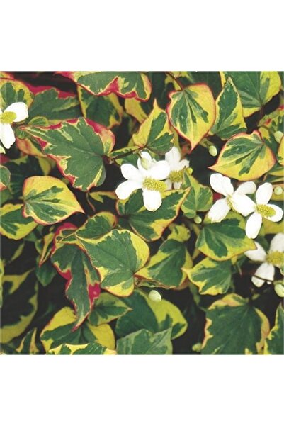 1001fidan Houttuynia Cordata Chameleon Bukalemun Otu Balık Nanesi Fidesi 0-20 Cm