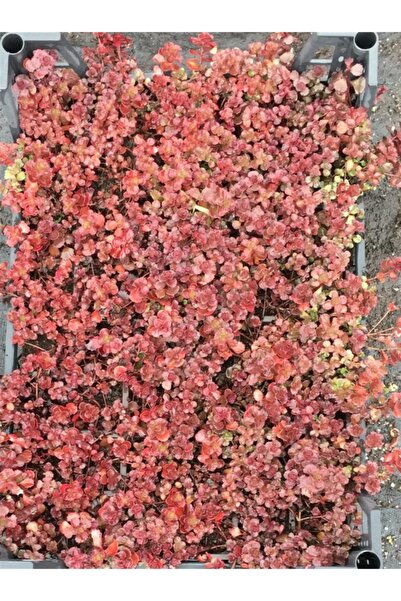 1001fidan Sedum Voodoo Dam Koruğu Fidesi 48 Adet 1 Viyol