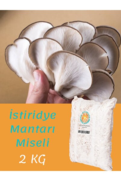 2 Kg Istiridye Mantarı Ithal Misel Kışlık Ve Baharlık Mantar Tohumu Yetiştirme Rehberi Hediyeli