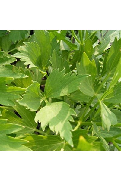 1001fidan Levisticum Officinale Selam Otu Fidesi 0-20 Cm