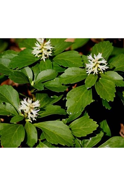 1001fidan Pachysandra Terminalis Japon Süpürgesi Fidanı 10-30cm