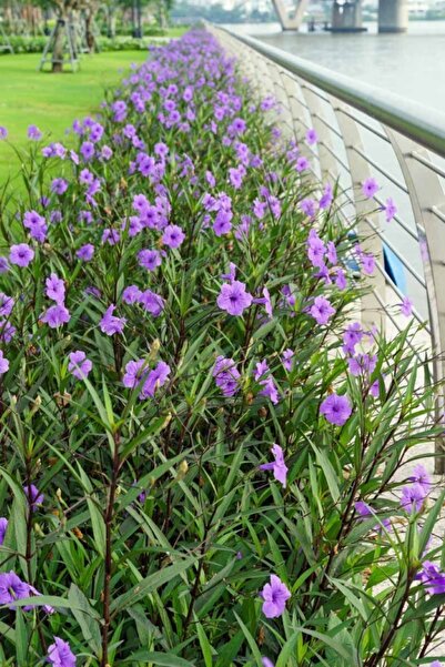 1001fidan Ruellia Simplex Meksika Petunyası Ruelya 0-40 Cm
