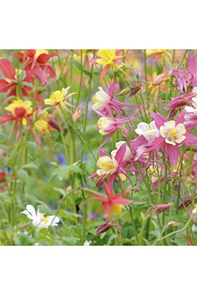 1001fidan Aquilegia Vulgaris Haseki Küpesi Fidesi