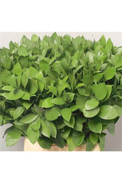1001fidan Ruscus Hypo. Bodur Yalova Mercanı Kokina Yıl Başı Çiçeği Fidesi 10-...