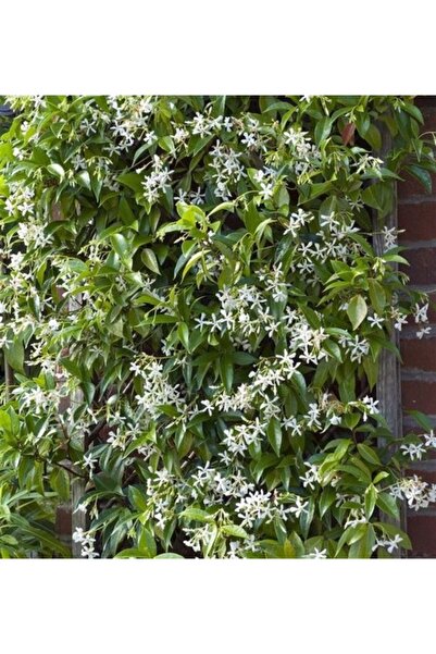 1001fidan Rhyncospermum Jasminoides Arap Yasemini Yasemin Fidanı 40-60 Cm
