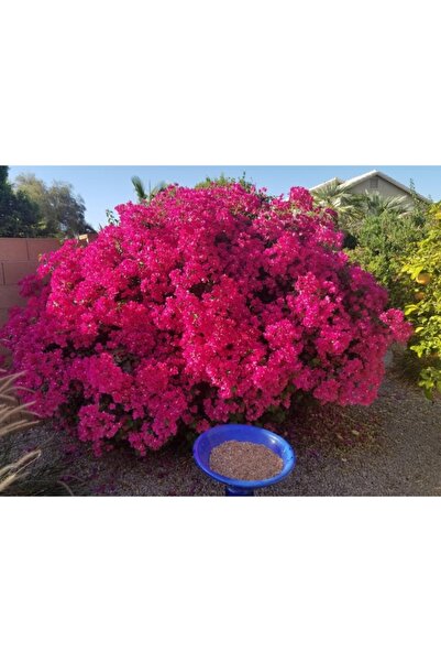 1001fidan Bougainvillea Glabra Çalı Begonvil Fidanı 20-40 Cm