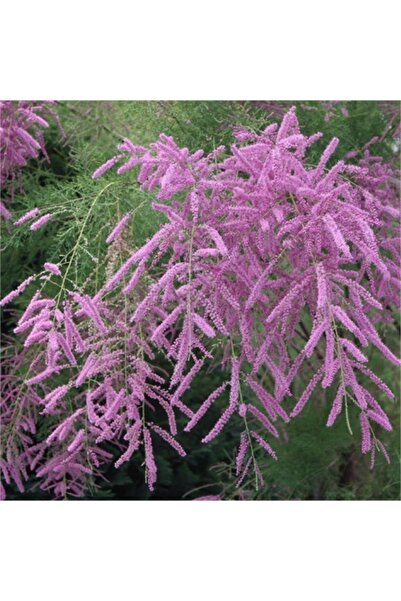 Tamarix Ramosissima Pink Cascade Pembe Yaz Ilgın Fidanı 40-60 Cm