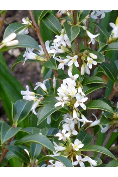 1001fidan Osmanthus Burkwoodii Kokulu Çiçekli Osmantus Fidanı 20-40 Cm