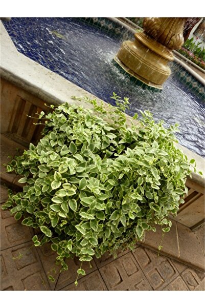 1001fidan Vinca Major Variegata Alacalı Cezayir Menekşesi Fidesi 0-20 cm