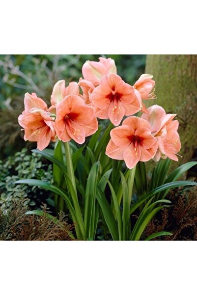 1001fidan Hippeastrum Amaryllis Soğanı (GÜZEL HATUN ÇİÇEĞİ SOĞANI) Rilona Sak...