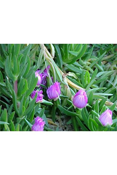 1001fidan Carpobrotus Kazayağı Katırtırnağı 96 Adet