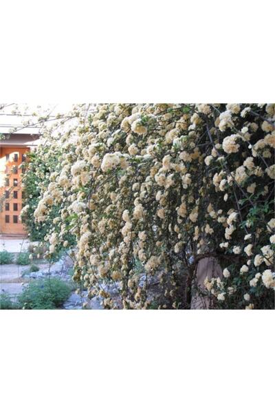 1001fidan Rosa Banksiae Alba Beyaz Dikensiz Ponpon Gül Fidanı 150-175 cm