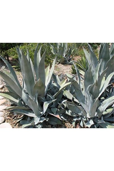 1001fidan Agave Americana Azul Agav Fidanı 20-40 Cm