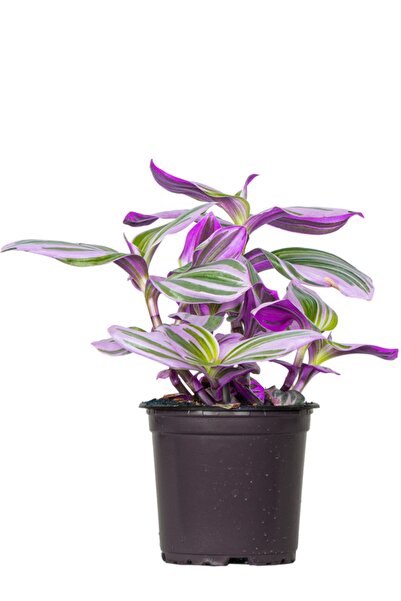 Genel Markalar Tradescantia Nanouk 15 Cm Telgraf Çiçeği 4 Dal