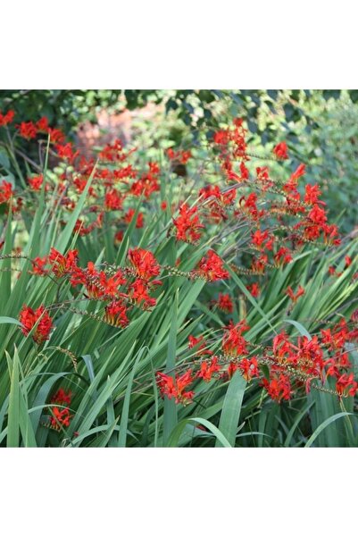 1001fidan Crocosmia Lucifer Şeytan Çatlatan Soğanı 0-20 Cm