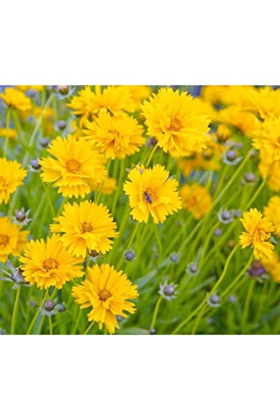 1001fidan Coreopsis Grandiflora Early Sunrise Sarı Kız Gözü 0-20 Cm