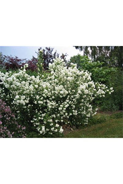 1001fidan Philadelphus Coronarius Filbahar Filbahri Fidanı 40-60 Cm