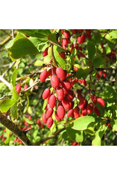 1001fidan Berberis Vulgaris Karamuk Fidanı 20-40 cm