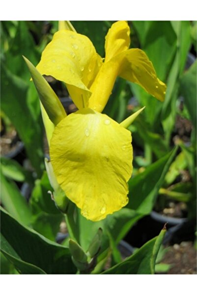 1001fidan Canna Lily Yellow Kanna Kana Tesbih Çiçeği Fidesi 0-40 Cm