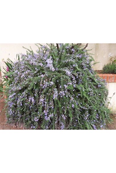 1001fidan Rosmarinus Officinalis Prostratus Yayılıcı Biberiye Fidanı 20-40 Cm