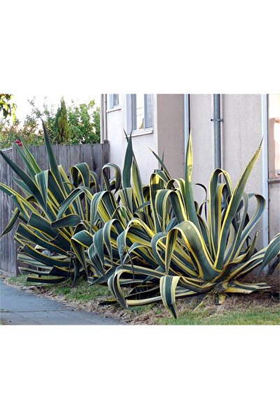 1001fidan Agave Americana Variegata Alacalı Agav Fidanı 10-30 Cm
