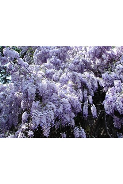 1001fidan Wisteria Sinensis Kokulu Çin Morsalkım Mor Salkım Fidanı 40-60 Cm
