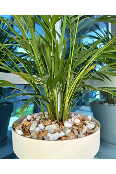 Asenya Saksı Dibi Taşı 1 Kg 1-2 Cm Karışık Renkli Çakıl Taşı Vazo Dibi Taşı A...