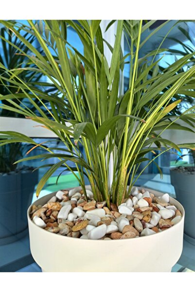 Doğalsan Tarım Saksı Dibi Taşı 5 Kg 1-2 Cm Karışık Renkli Çakıl Taşı Vazo Dib...