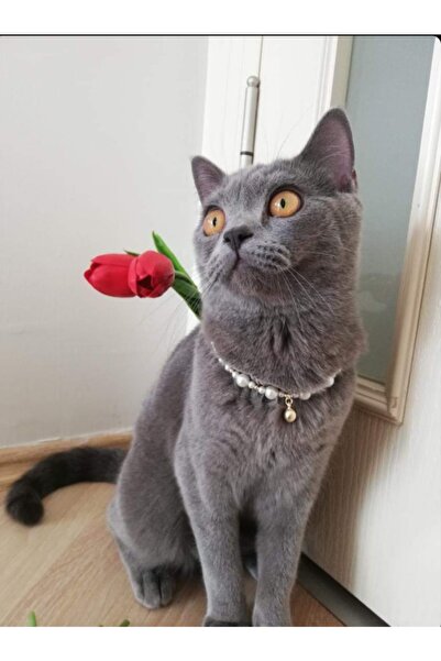 Galibarda Pırıltılı Kedi Tasması