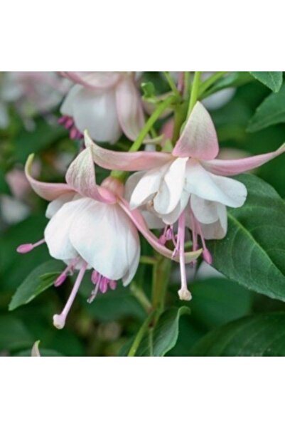 Mevsim Fidancılık Saksılı Beyaz Küpeli Çiçeği ( 12 Cm'lik Saksıda )