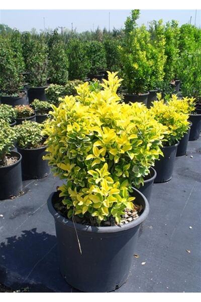 Mevsim Fidancılık Tüplü Gold Taflan Fidanı