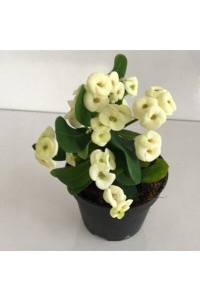 Mevsim Fidancılık Saksılı Dikenler Tacı Çiçeği (beyaz Renkli) (12 Lik Saksıda...