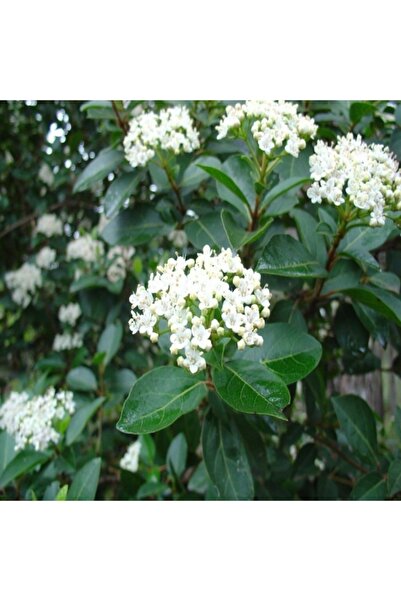 Mevsim Fidancılık Tüplü Kartopu Fidanı Viburnum Lucidum Ağacı