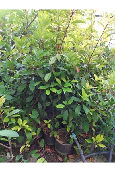 Mevsim Fidancılık Tüplü Kartopu Fidanı Viburnum Lucidum Ağacı